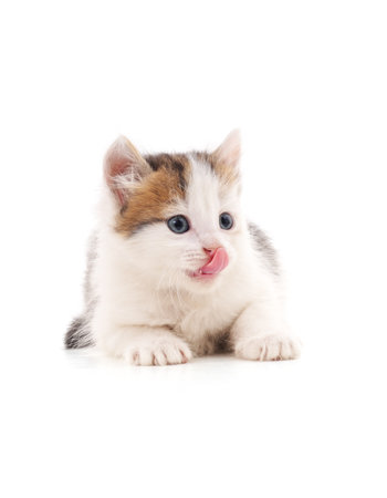 One little licking kitten isolated on a white background.の写真素材