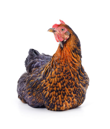 One black chicken isolated on a white background.の写真素材