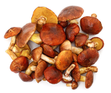 A bunch of porcini mushrooms isolated on a white background.の写真素材