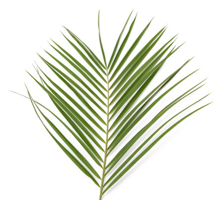 One leaf of fern isolated on a white background.の写真素材