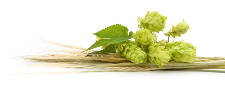 Green hops and spikelets isolated on a white background.の写真素材