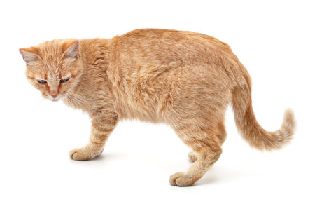 Beautiful red cat isolated on a white background.の写真素材