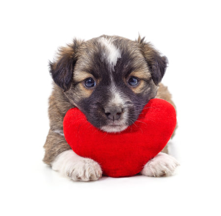 Dog with heart isolated on a white background.の写真素材