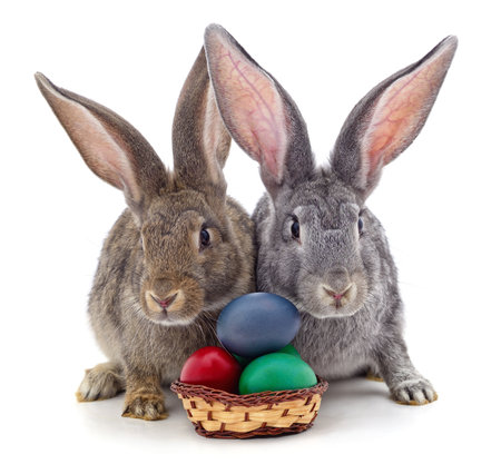 Two Easter bunnies with colored eggs in the basket isolated on a white background.の写真素材