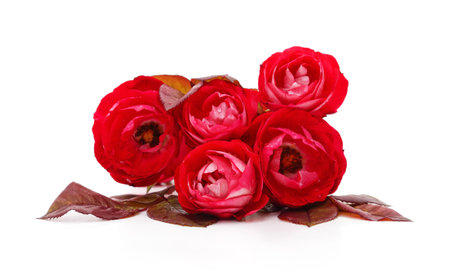 Roses with red leaves and drops of rain isolated on a white background.の写真素材