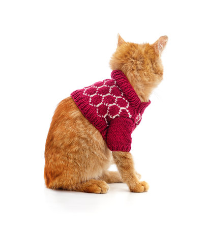 Kitten in knitted sweater isolated on a white background.の写真素材