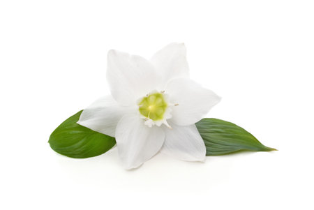 White flower with leaves isolated on a white background.の写真素材