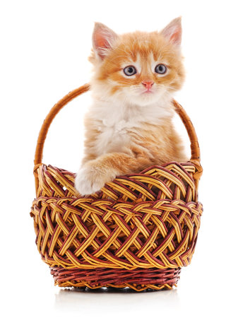Kitten in a basket isolated on a white background.の写真素材
