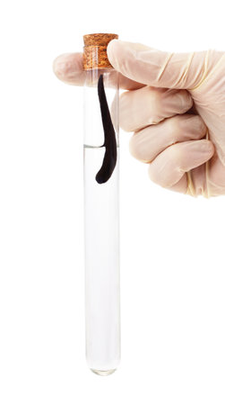 Hand holding a leech in a flask isolated on a white background.の写真素材