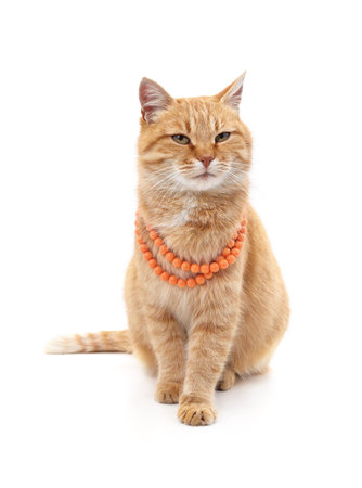 Red cat in a necklace isolated on a white background.の写真素材
