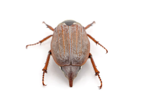 One brown beetle isolated on a white background.の写真素材