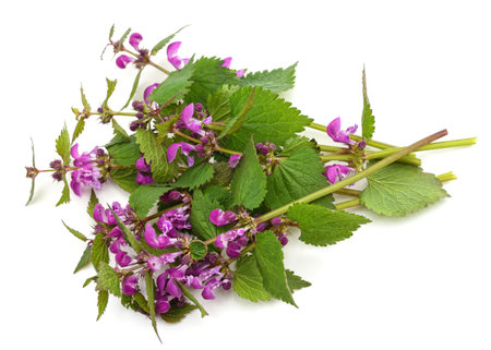 Nettles with purple flowers isolated on a white background.の写真素材