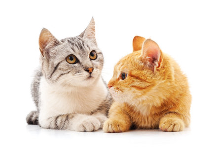 Two small kittens isolated on a white background.の写真素材