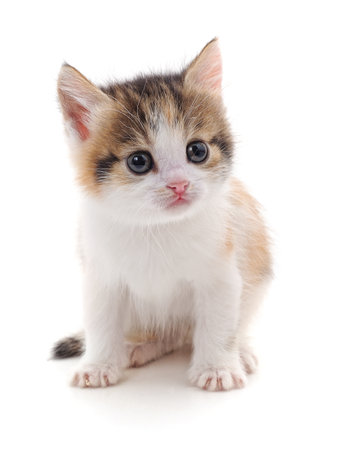 One little kitten isolated on a white background.の写真素材