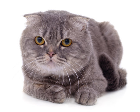 Gray beautiful cat isolated on a white background.の写真素材