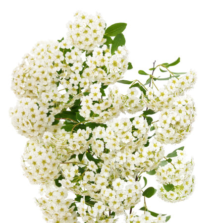 Branch with cherry blossoms isolated on a white background.の写真素材
