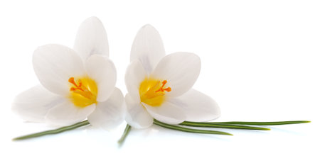 Two white crocuses isolated on a white background.の写真素材