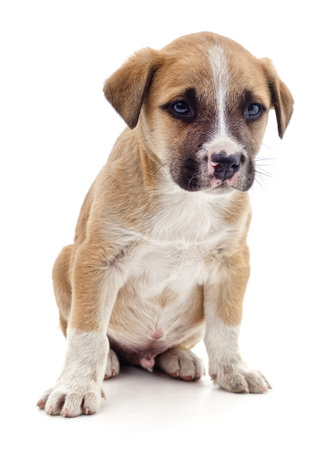 Brown beautiful puppy isolated on a white background.の写真素材