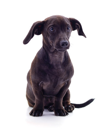 One black dachshund isolated on a white background.の写真素材