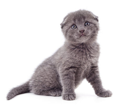 One little kitten isolated on a white background.の写真素材