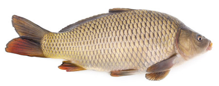 Big fresh carp isolated on a white background.の写真素材
