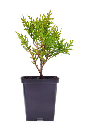 Small thuja in the garden pot isolated on a white background.の写真素材