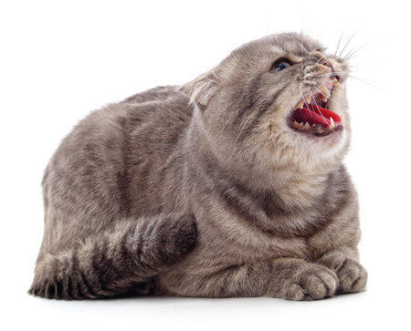 Gray little kitten screaming isolated on a white background.の写真素材