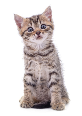 One little kitten isolated on a white background.の写真素材