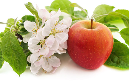Flower of apple and apple isolated on a white background.の写真素材
