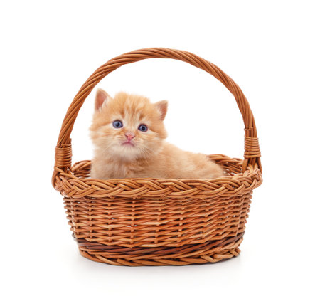 Kitten in a basket isolated on a white background.の写真素材