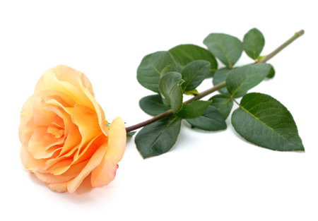 One orange rose isolated on a white background.の写真素材