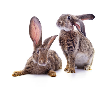 Two gray rabbits isolated on a white background.の写真素材
