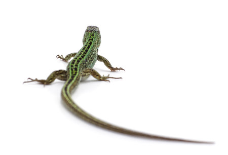 One green lizard isolated on a white background.の写真素材