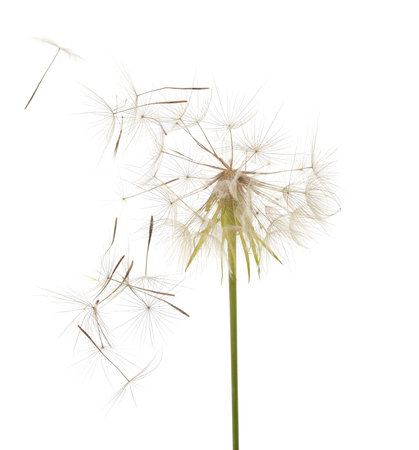 Dandelion on which the wind blows isolated on a white background.の写真素材