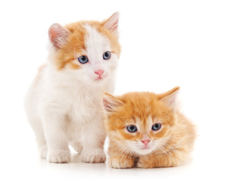 Two small cats isolated on a white background.の写真素材