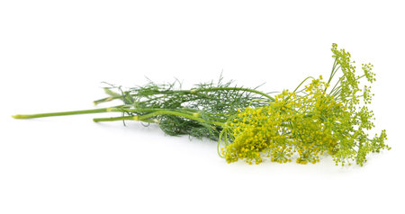 Dill with flower isolated on a white background.の写真素材
