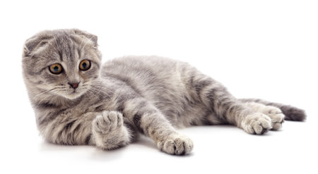 Gray kitten looking at the paw isolated on a white background.の写真素材