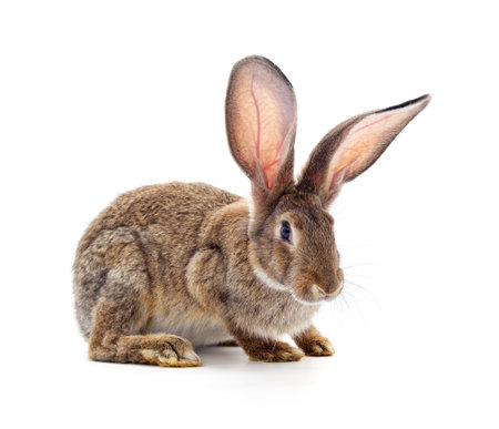 One brown rabbit isolated on a white background.の写真素材