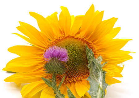 Sunflower and thistle isolated on white background.の写真素材