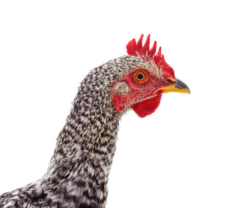 Head of a gray chick isolated on a white background.の写真素材