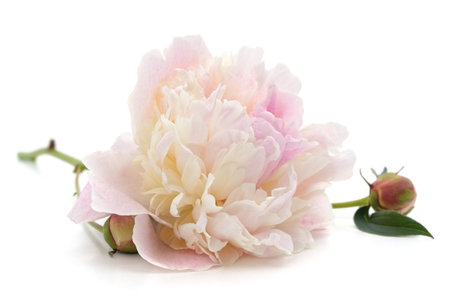Pink beautiful peony isolated on a white background.の写真素材
