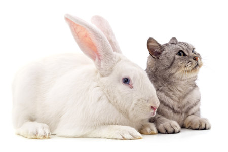 Cat and rabbit isolated on a white background.の写真素材
