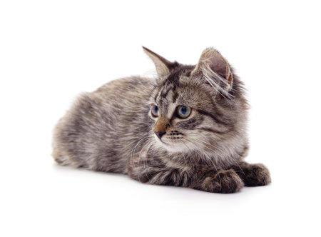 Gray sitting kitty isolated on white background.の写真素材