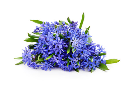 Bouquet of blue primrose isolated on a white background.の写真素材