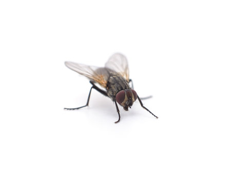 One big fly isolated on a white background.の写真素材