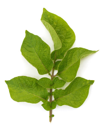 Green leaves potato isolated on white background.の写真素材