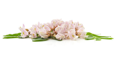 Purple flower of acacia isolated on a white background.の写真素材