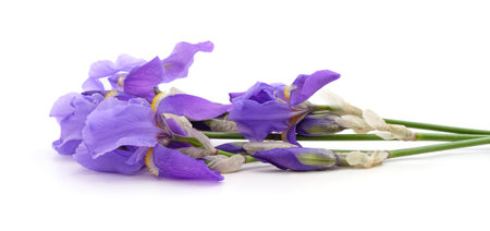 Bouquet of violet irises isolated on a white background.の写真素材