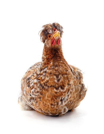 Young brown chicken isolated on a white background.の写真素材