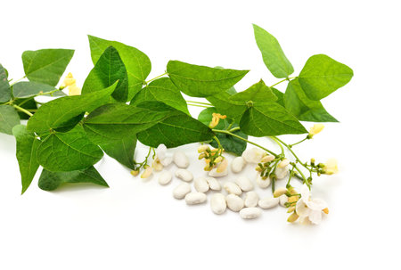 White beans with leaves and flowers isolated on a white background.の写真素材